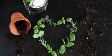 Küche dekorieren: Kräutergarten in der Küche